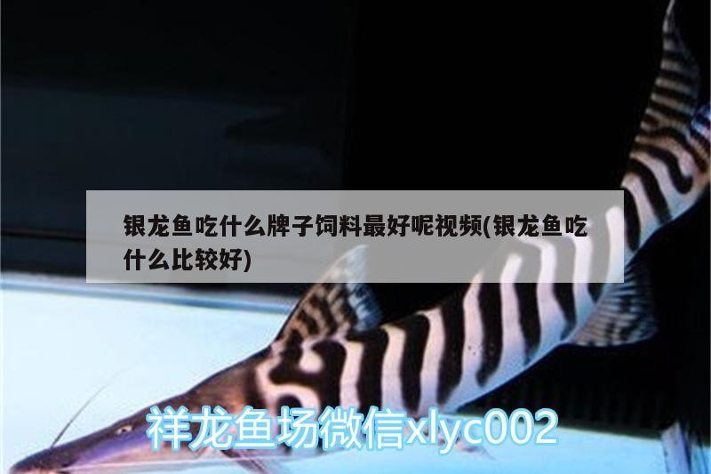 銀龍魚吃什么牌子飼料最好呢視頻(銀龍魚吃什么比較好)