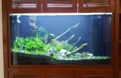 沉木引起魚缸水發(fā)黃怎么處理多久才會(huì)改善：如何解決魚缸水發(fā)黃的問題
