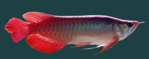 紅龍魚尾巴邊緣發(fā)白：紅龍魚尾巴邊緣發(fā)白怎么辦