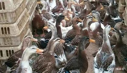 水鴨價格多少錢一斤