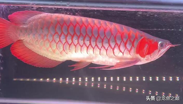賽級龍魚最建議買的5種顏色 龍魚百科 第3張 賽級龍魚最建議買的5種顏色 賽級龍魚最建議買的5種顏色 龍魚百科 第3張