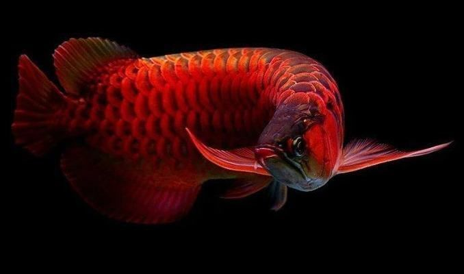 賽級龍魚最建議買的5種顏色 龍魚百科 第6張 賽級龍魚最建議買的5種顏色 賽級龍魚最建議買的5種顏色 龍魚百科 第6張