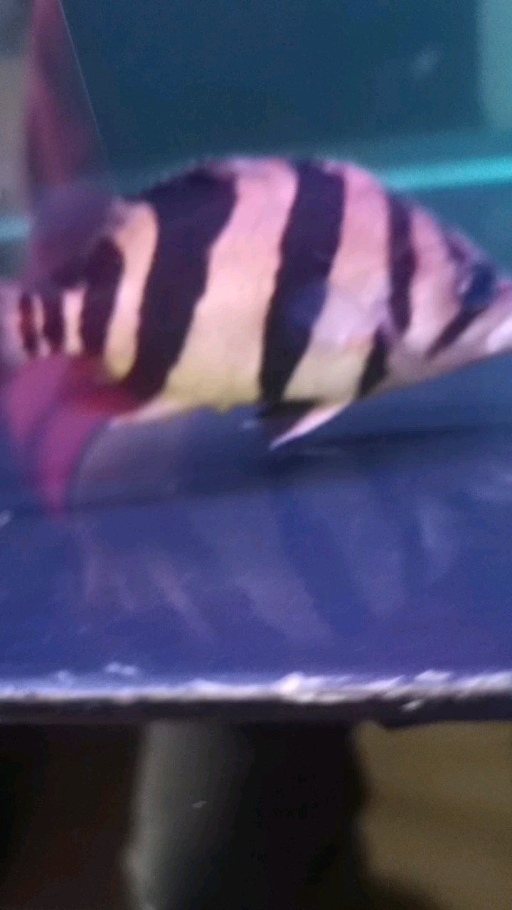 虎魚(yú)大佬救命