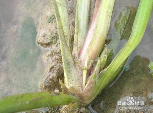 大魚缸養什么水草好呢：魚缸水草養護技巧