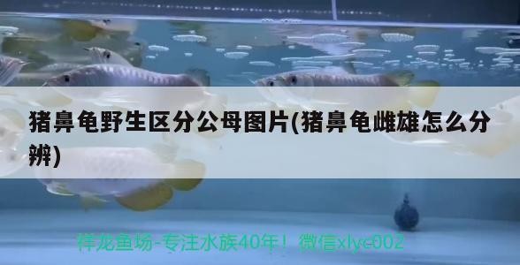 豬鼻龜野生區分公母圖片(豬鼻龜雌雄怎么分辨)