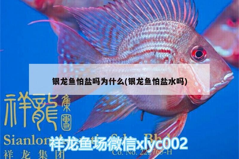 銀龍魚怕鹽嗎為什么(銀龍魚怕鹽水嗎)