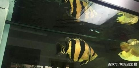 虎魚和什么魚一起養:虎魚可以和什么魚一起養 虎魚百科 第1張 虎魚和什么魚一起養:虎魚可以和什么魚一起養 虎魚和什么魚一起養:虎魚可以和什么魚一起養 虎魚百科 第1張