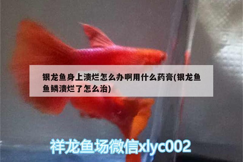 銀龍魚身上潰爛怎么辦啊用什么藥膏(銀龍魚魚鱗潰爛了怎么治)