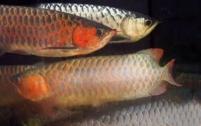 適合與紅龍魚混養的魚：與紅龍魚混養的幾種魚類