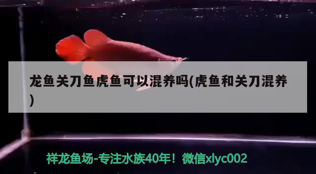 龍魚關(guān)刀魚虎魚可以混養(yǎng)嗎(虎魚和關(guān)刀混養(yǎng))