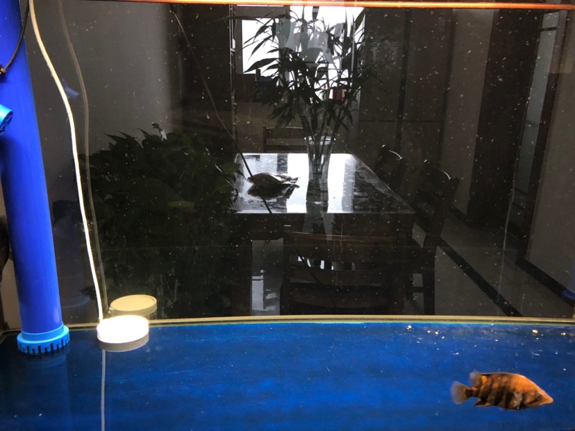 龍魚和三文虎魚的混養
