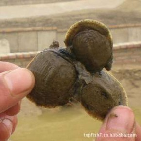 龍魚和三文虎魚的混養
