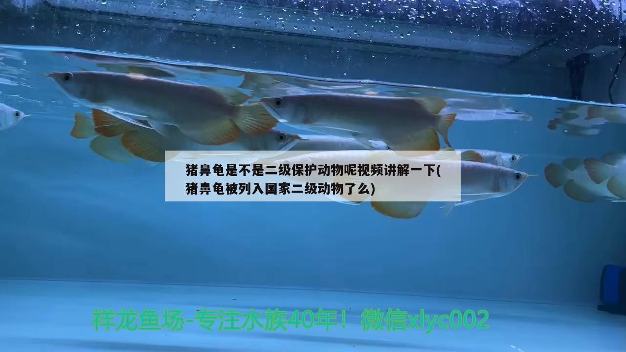 豬鼻龜是不是二級保護動物呢視頻講解一下(豬鼻龜被列入國家二級動物了么)