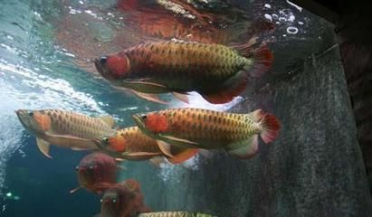 金龍魚和紅龍魚是一個品種嗎：金龍魚和紅龍魚并不是同一個品種