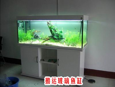 帶水魚缸怎么運輸：運輸帶水魚缸的方法