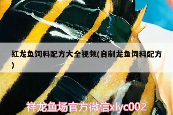 紅龍魚的飼養方法和配料：紅龍魚的飼養方法和配料選擇