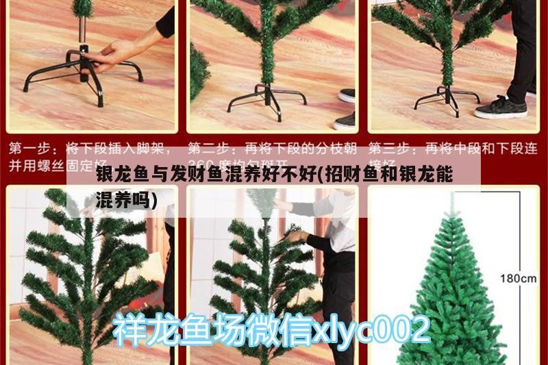 銀龍魚與發財魚混養好不好(招財魚和銀龍能混養嗎)