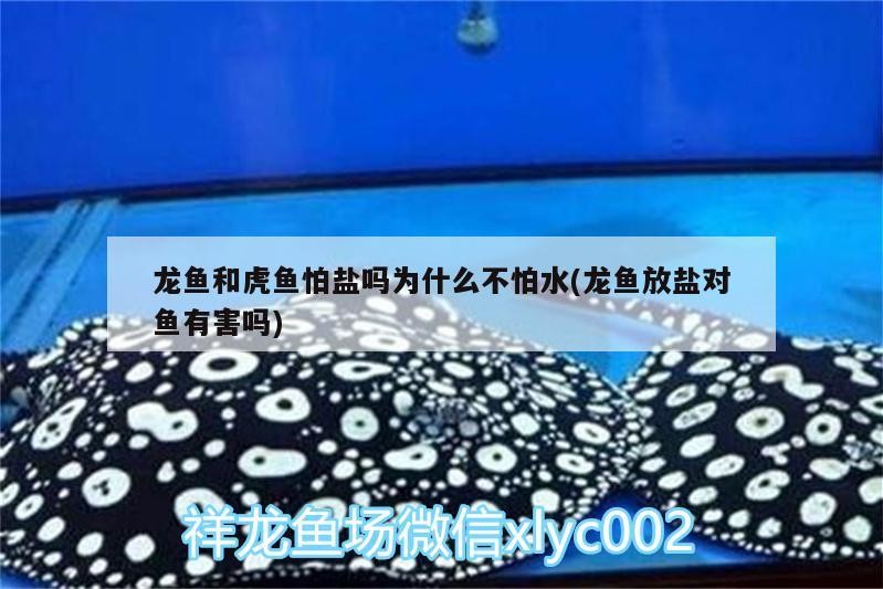 龍魚和虎魚怕鹽嗎為什么不怕水(龍魚放鹽對魚有害嗎)