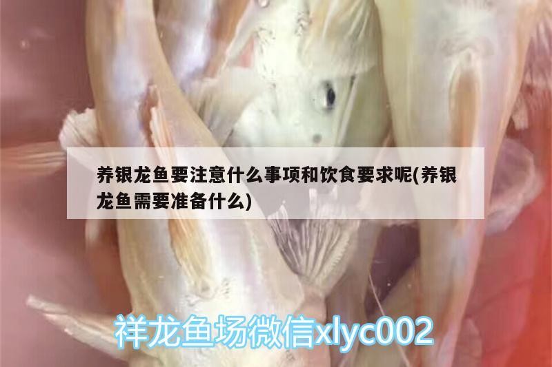 養銀龍魚要注意什么事項和飲食要求呢(養銀龍魚需要準備什么)