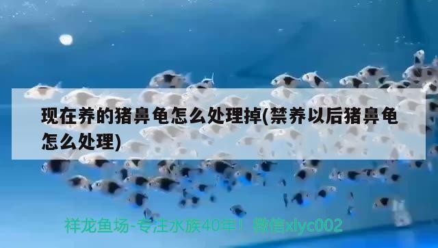 現在養的豬鼻龜怎么處理掉(禁養以后豬鼻龜怎么處理)