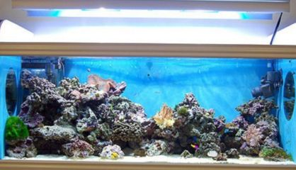 虎頭魚缸的擺放位置：虎頭魚缸寓意著萬事如意和富貴吉祥而富貴吉祥而富貴吉祥