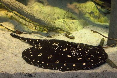 高品質BD魟魚飼養技巧，bd魟魚常見疾病治療方法,bd魟魚混養注意事項