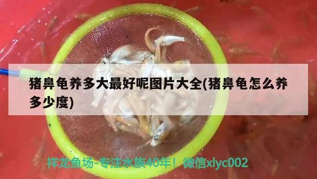 豬鼻龜養(yǎng)多大最好呢圖片大全(豬鼻龜怎么養(yǎng)多少度)