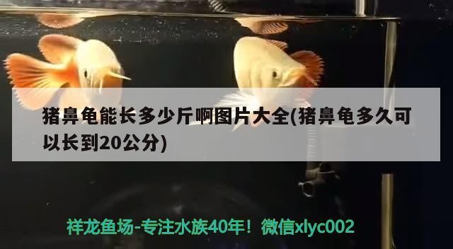 豬鼻龜能長多少斤啊圖片大全(豬鼻龜多久可以長到20公分)
