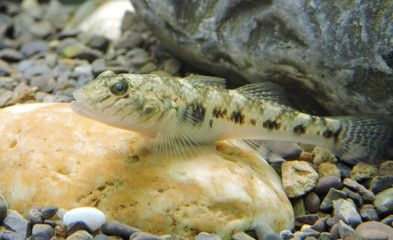 虎魚能吃小魚嗎：虎魚會吃小魚嗎