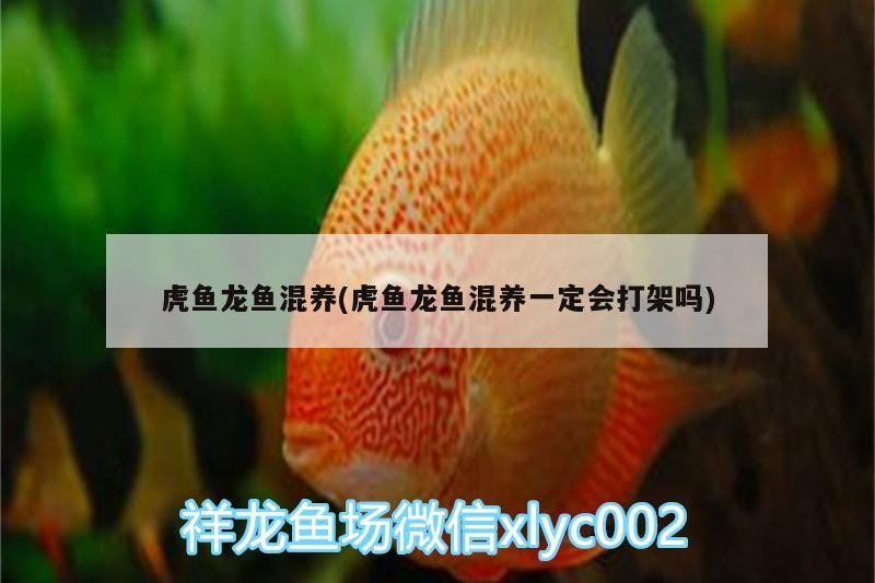 虎魚龍魚混養(虎魚龍魚混養一定會打架嗎)