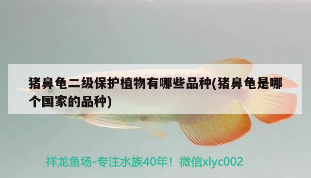 豬鼻龜二級(jí)保護(hù)植物有哪些品種(豬鼻龜是哪個(gè)國(guó)家的品種)