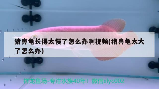 豬鼻龜長(zhǎng)得太慢了怎么辦啊視頻(豬鼻龜太大了怎么辦)