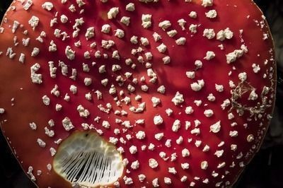 龍魚發(fā)紅是怎么回事兒：龍魚發(fā)紅可能是由多種原因引起