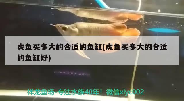 虎魚買多大的合適的魚缸(虎魚買多大的合適的魚缸好)
