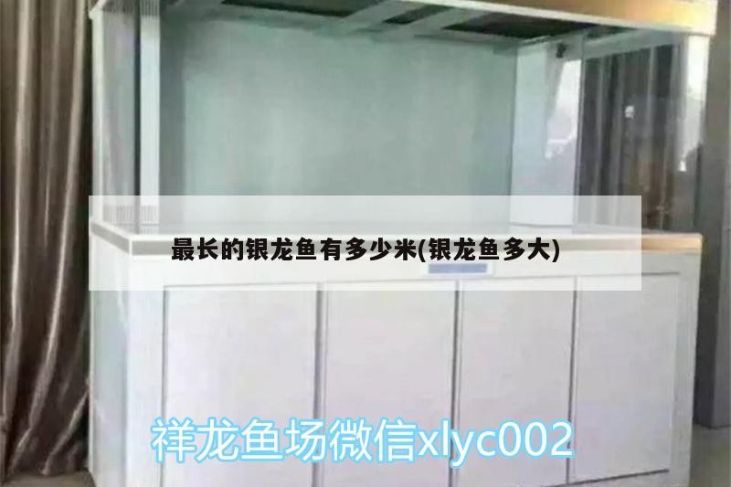 最長(zhǎng)的銀龍魚(yú)有多少米(銀龍魚(yú)多大)