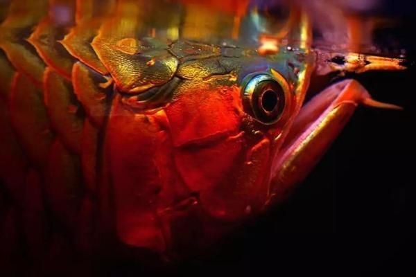 一米長的紅龍魚多重啊：一米長的紅龍魚的重量在多少？