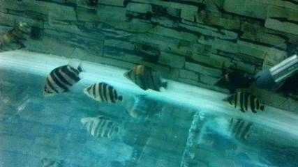 十厘米虎魚喂多少：十厘米虎魚一天喂兩次,喂食時應注意食物的選擇和喂食的量