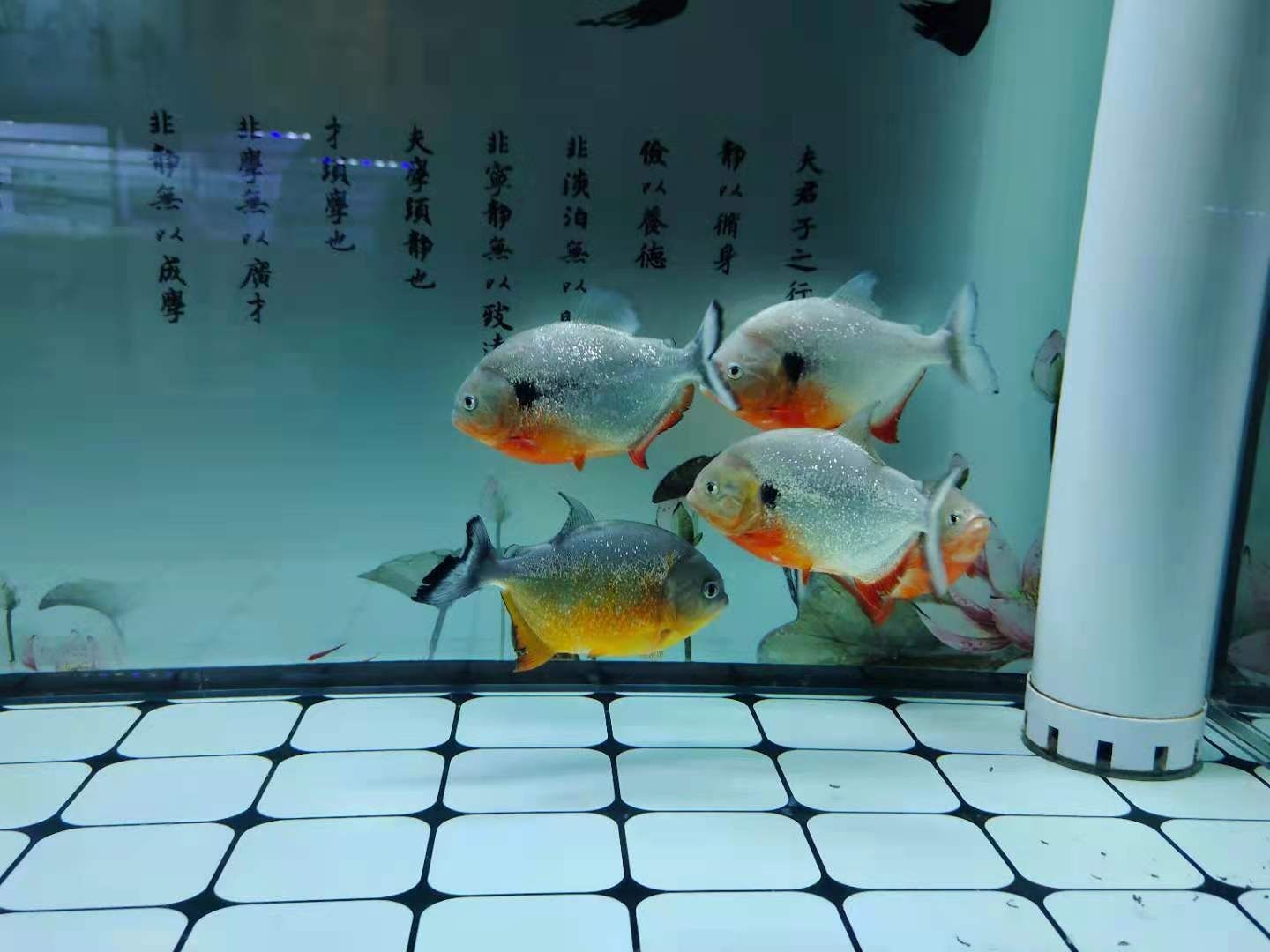 十厘米虎魚喂多少：十厘米虎魚一天喂兩次,喂食時應注意食物的選擇和喂食的量