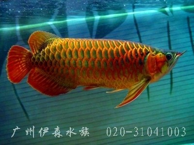 專業清洗魚缸的電話附近