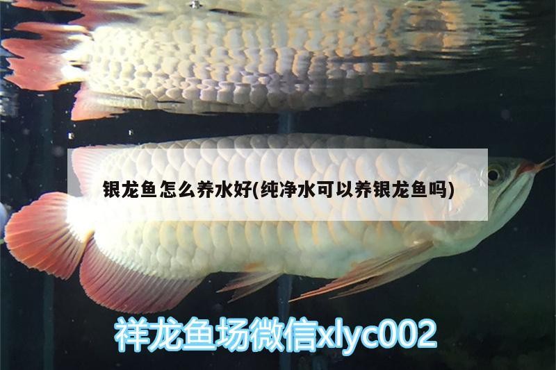 銀龍魚怎么養水好(純凈水可以養銀龍魚嗎)