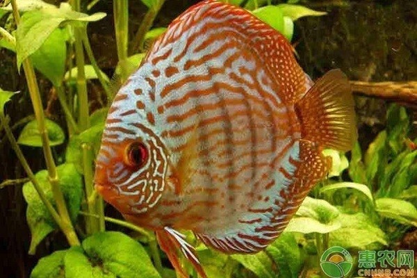 營口市西市北極水族館（營口市西市北極水族館電話）