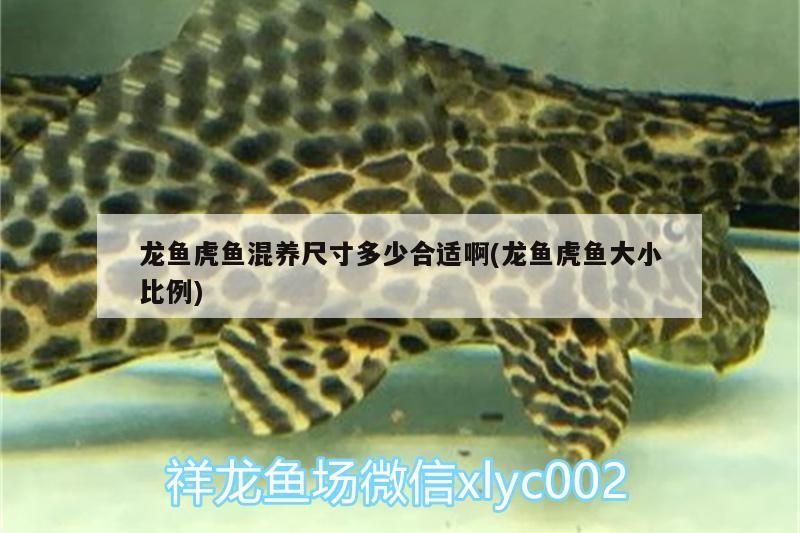 龍魚虎魚混養尺寸多少合適啊(龍魚虎魚大小比例)