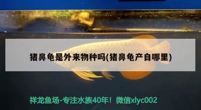 豬鼻龜是外來物種嗎(豬鼻龜產自哪里)