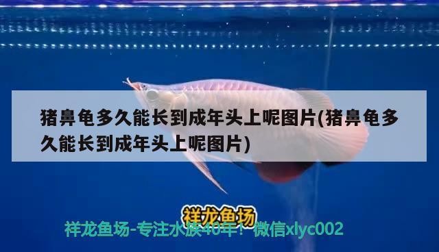 豬鼻龜多久能長到成年頭上呢圖片(豬鼻龜多久能長到成年頭上呢圖片)