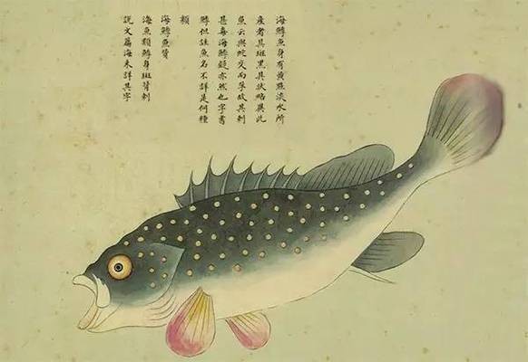 龍躉魚是石斑魚嗎