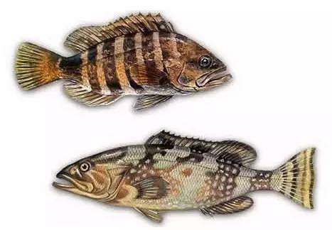 龍躉魚是石斑魚嗎