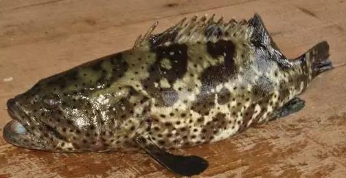 龍躉魚是石斑魚嗎