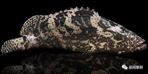 龍躉魚是石斑魚嗎
