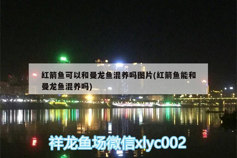 紅龍魚和虎魚混養(yǎng)用什么背景圖好看點(diǎn)(龍魚虎魚和什么魚混養(yǎng))
