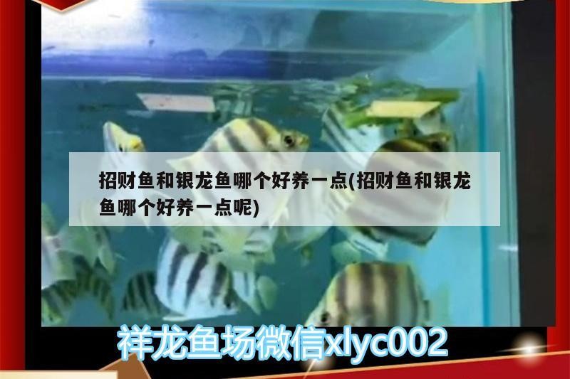 招財魚和銀龍魚哪個好養(yǎng)一點(招財魚和銀龍魚哪個好養(yǎng)一點呢) 招財魚和銀龍魚哪個好養(yǎng)一點(招財魚和銀龍魚哪個好養(yǎng)一點呢) 銀龍魚百科